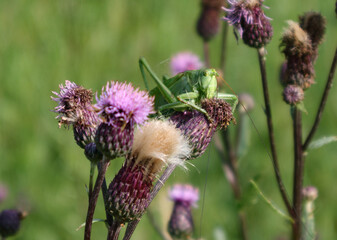 Grasshopper on thistle flower