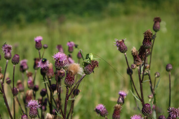 Grasshopper on thistle flower