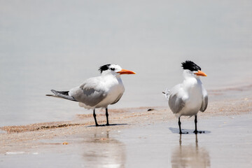 Royal Terns on the Beach