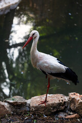 White Stork. European white stork close-up. Stork near the lake.