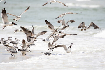 Seagulls at the Ocean