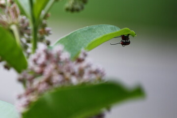 Pair of Red Milkweed Beetles Underneath a Milkweed Leaf