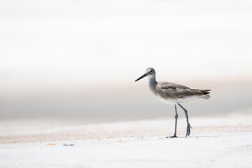 Willet at the Beach