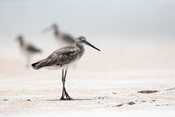 Willet at the Beach