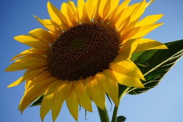 A beautiful yellow sunflower on a clear sunny day is a bright symbol of summer, kindness, childhood and fullness of life. 