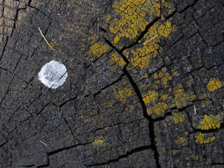 Natural wood texture close up of cracked tree with natural pattern resulting from aging