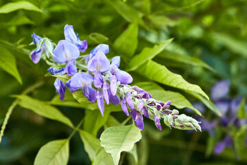 Flor
