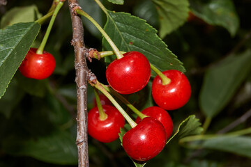 Summer. Cherry ripe in the garden of a country house. Managed to collect until the birds pecked.