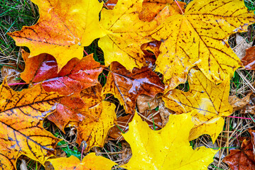 Beautiful colored rain soaked leaves in the fall