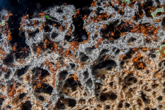Leaf cutter ants in fungus garden