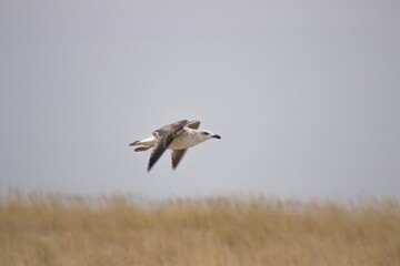 Seagull Flying over Beach