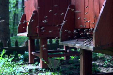 Pszczoła midona © Krzysztof