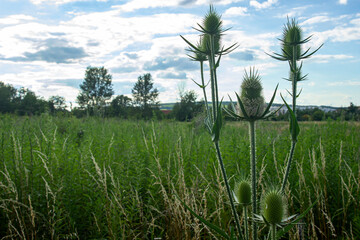 dipsacus fullonum bloom in the landscape