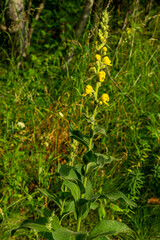 verbascum bloom in the garden in the sun