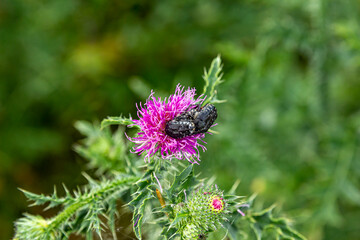 Oxythyrea funesta sit on a Carduus acanthoides