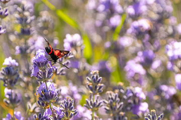 six-spot burnet, Zygaena filipendulae, beautiful butterfly eating on lavender flowers
