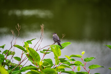 Gray Catbird on the branch