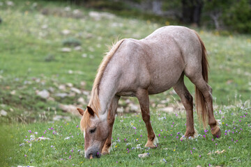 Wild Mustangs Pryor Mountains