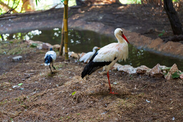 White Stork. European white stork close-up. Stork near the lake.