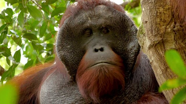 Close up of male bornean orangutans face as he looks around whilst sat in a tree