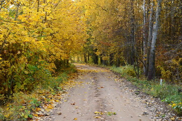 Fototapeta premium autumn road in the forest