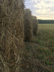 rolls rolled from hay on a mown field