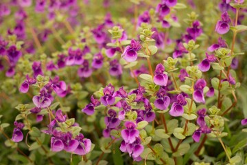 purple flowers in the garden