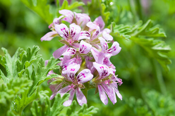 Pink blossom of lemon geranium