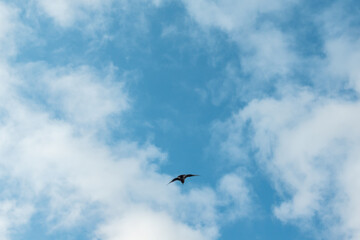 Fototapeta na wymiar Seagull flying on vibrant blue sky, white fluffy clouds background 