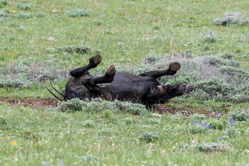 Wild Mustang rolling over