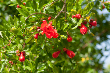 Pomegranate blossoms, Red-Orange on Green