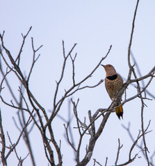 Norther Flicker in winter
