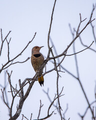 Norther Flicker in winter