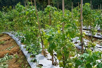 Vegetable field in Central Java, Indonesia