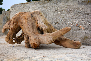 Flooded tree roots on the beach