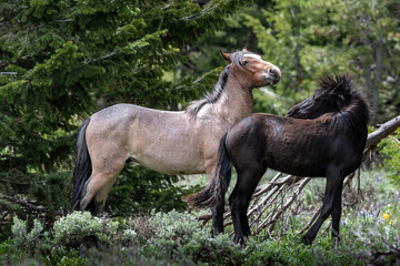 Obraz na płótnie Canvas Wild Mustangs Pryor Mountains