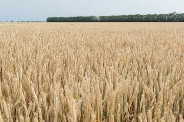 big yellow field with ears of  ripe wheat ready for harvest. one big spike with grain in the foreground. Copy space for text. Agricultural concept