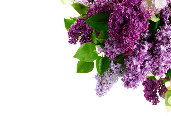 Fresh lilac flowers