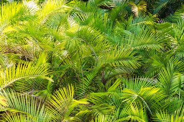 Jumble of the leaves of small palm trees, Manuel Antonio National Park, Costa Rica