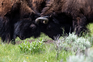 Bison fighting in sage brush