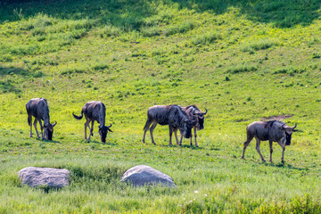 Naklejka na ściany i meble A herd of Wildebeests walking in the pasture