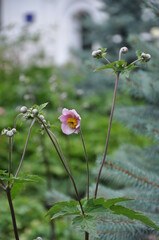 Pink anemone flower blooms in the garden