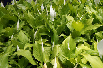 Spathiphyllum Kochii is native to tropical regions of the Americas and southeastern Asia. Certain species of Spathiphyllum are commonly known as spath or peace lilies. Planted in the plant nursery. 