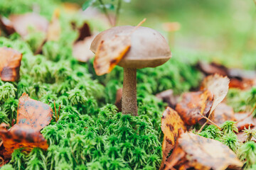 Edible small mushroom with brown cap Penny Bun leccinum in moss autumn forest background. Fungus in the natural environment. Big mushroom macro close up. Inspirational natural summer fall landscape