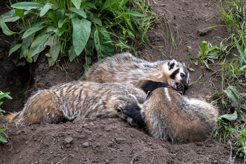 Badger and babies