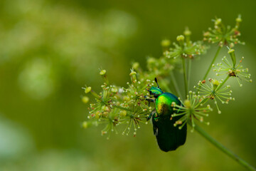 
large beetle golden bronze on a sprig of growth close-up on a green background