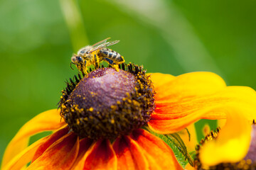 a bee in pollen collects nectar on a large yellow flower