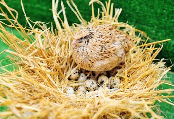 a domestic quail sits in a nest and hatches quail eggs.Poultry farm, agriculture