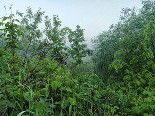 image of plants with dew drops through a spider web