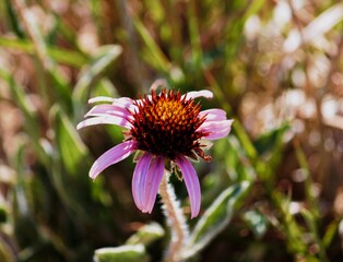 beautiful purple desert wildflower growing in tall grass 